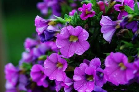 室内花期长的花有哪些