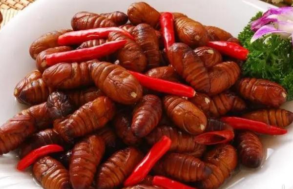 蚕蛹里的黑东西是什么百科