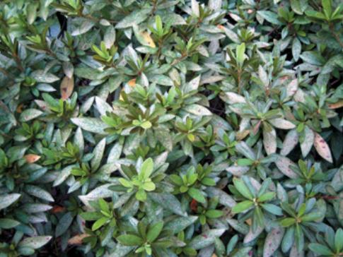 杜鹃花常见病害及防治方法