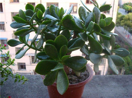 室内最好养的植物排名图片