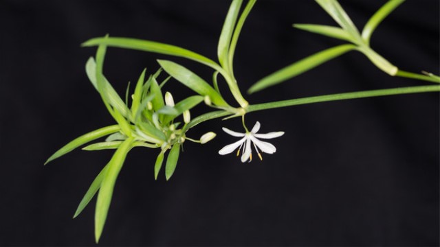 室内最好养的植物排名(室内最好养的植物排名图片)