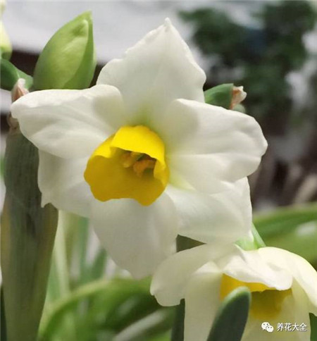 植物的风水作用