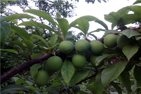 四川李子的功效与作用