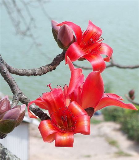 木棉扦插生根最快方法