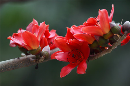 木棉扦插生根最快方法