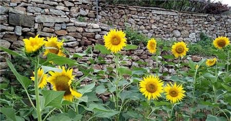 盆栽土上面放什么好