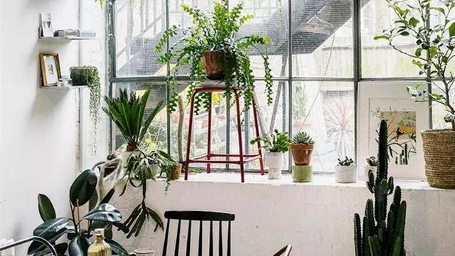 这3种植株试着用“水”养不换“花盆”照样呼呼长！(用水养的盆栽)