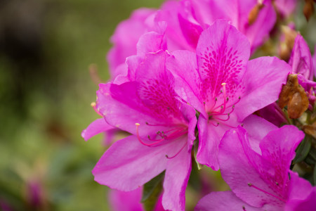 杜鹃花养花技巧