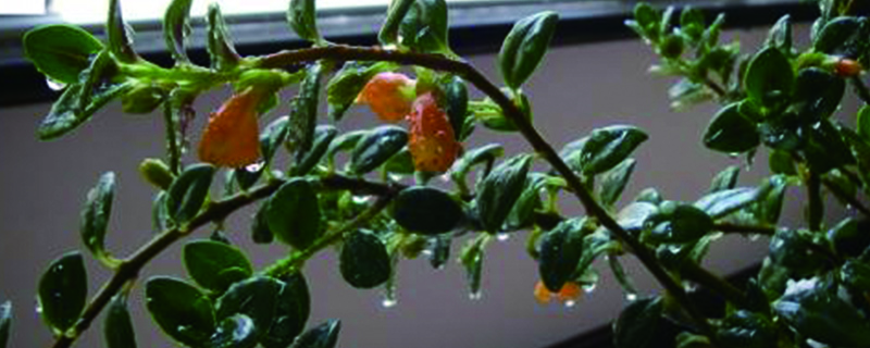 金鱼吊兰怎么繁殖(金鱼吊兰的养殖方法和注意事项)