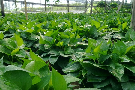 绿萝叶子长黑点是什么原因