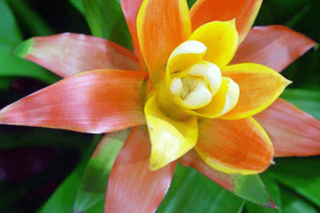 凤梨叶子枯了还能吃吗