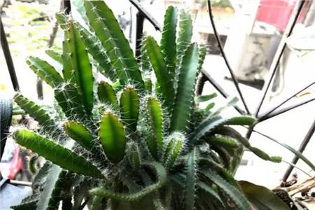 火龙果种植方法和注意事项