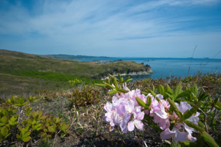 杜鹃花养花技巧