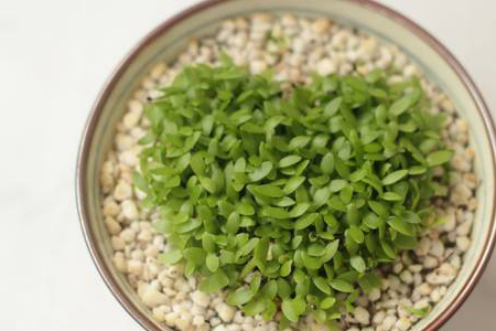 火龙果种植方法和注意事项