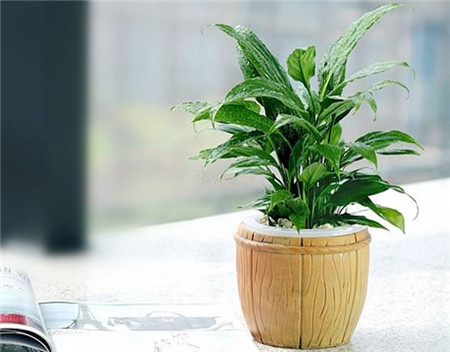 室内最好养的植物排名图片