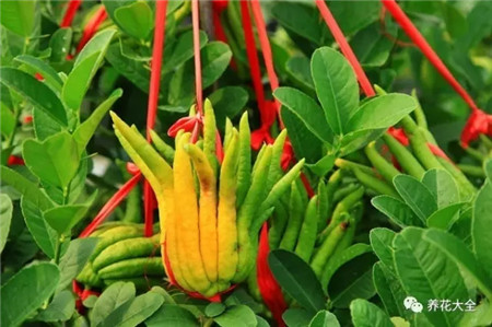 植物的风水作用