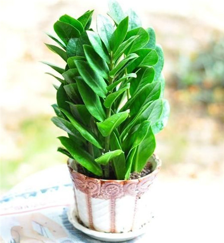 室内最好养的植物排名图片