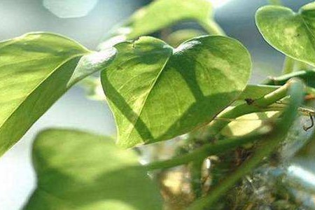 绿萝发黄怎么养才能更旺盛