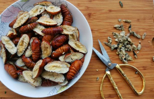 蚕蛹里面的黑东西能吃吗吃蚕蛹要注意什么(蚕蛹里的黑东西是什么百科)