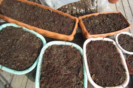 薄荷怎样扦插繁殖视频