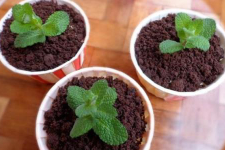 薄荷怎样扦插繁殖视频