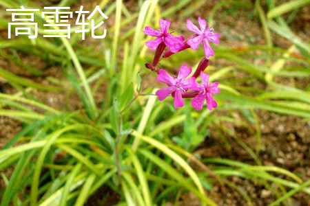 矮雪轮图片