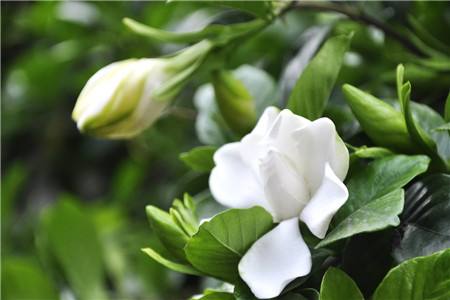 室内花期长的花有哪些