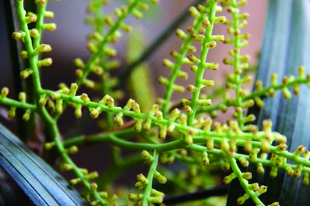 观音竹开花图片