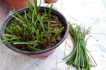 韭菜的功效与作用有哪些