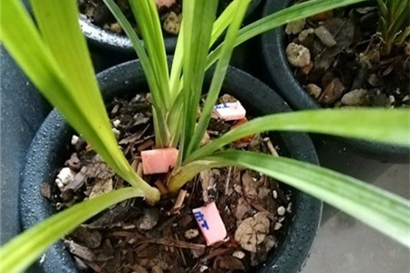 土养兰花到底好不好