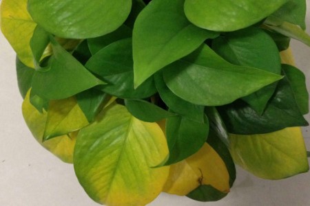 绿萝发黄怎么养才能更旺盛