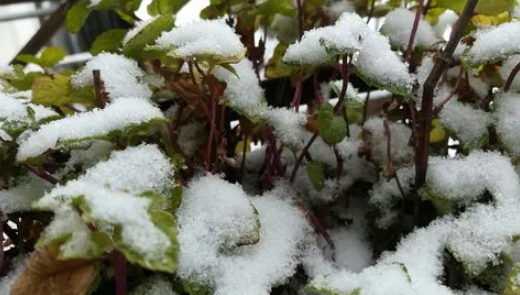 2023年湖南冬天会下雪吗湖南哪个地方每年都会下雪(2021年湖南会下雪吗)