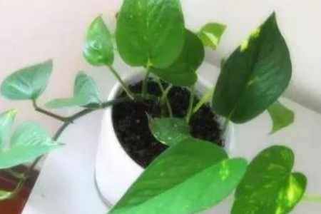 绿萝发黄怎么养才能更旺盛