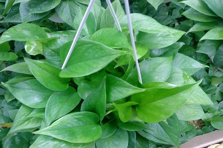 绿萝叶子长黑点是什么原因