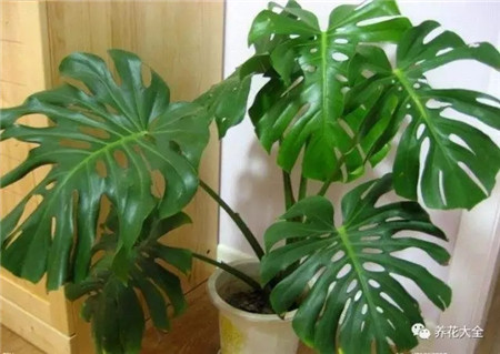 植物的风水作用