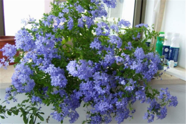 蓝雪花的花语和传说(蓝雪花的花语是什么?)