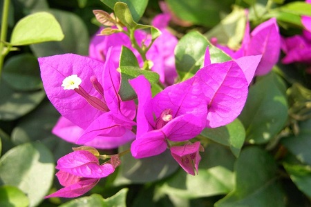 三角梅多久浇一次水比较好