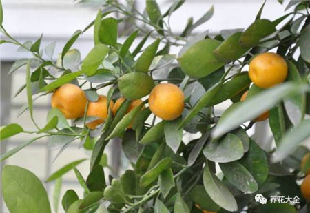 植物的风水作用