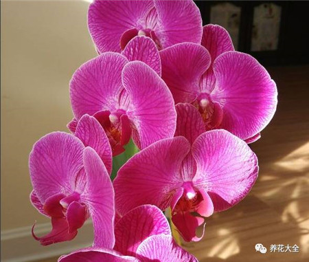 植物的风水作用