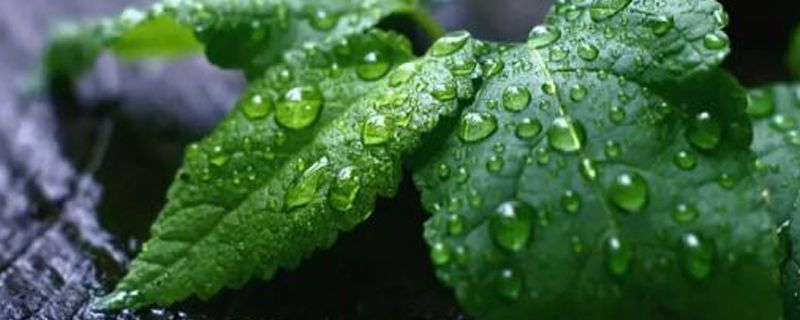 薄荷如何扦插活(薄荷怎样扦插繁殖视频)