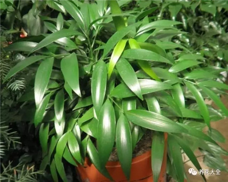 植物的风水作用