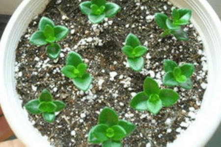 金鱼吊兰的养殖方法和注意事项