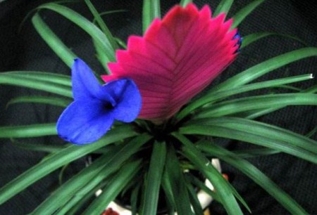 铁兰种子怎么种植