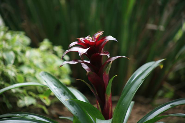 观赏凤梨叶子发黄的原因黄叶枯萎的原因及补救办法(凤梨叶子枯了还能吃吗)