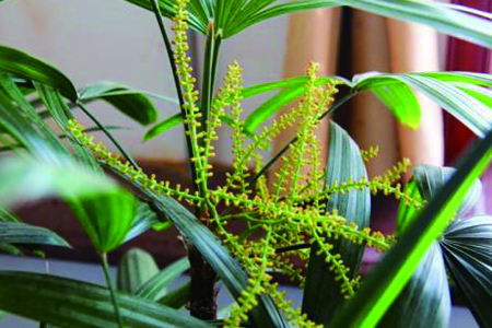 观音竹开花图片