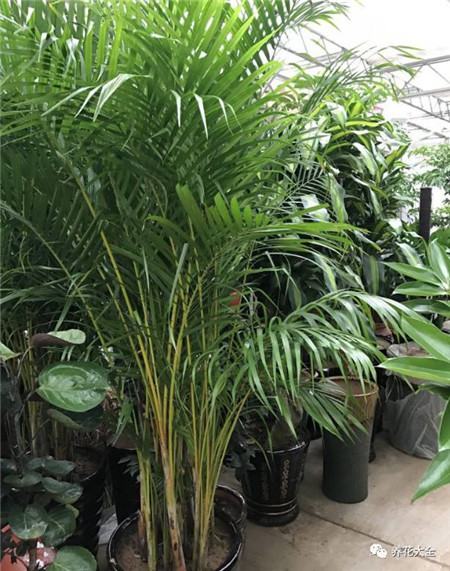 植物的风水作用