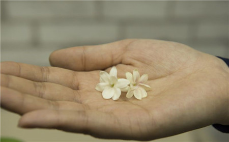 茉莉花开花季节?