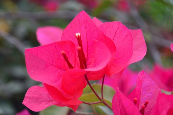 三角梅多久浇一次水(三角梅多久浇一次水比较好)