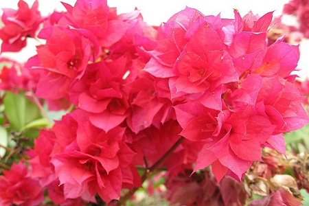 三角梅多久浇一次水比较好