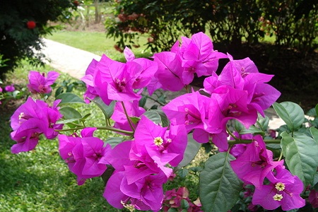 三角梅多久浇一次水比较好